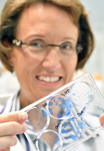Prof. Dr. Ingrid Hilger mit Proben von Tumorzellen des Pankreas. Foto: Szabó/ UKJ 